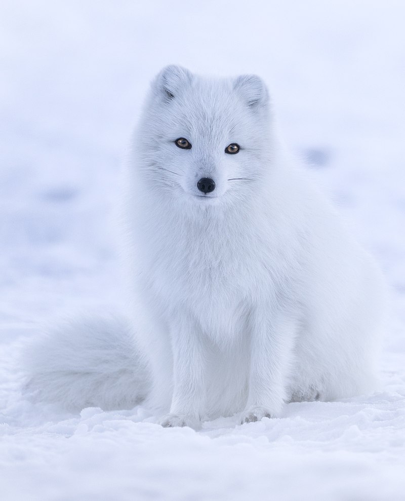 What is an arctic fox baby called?