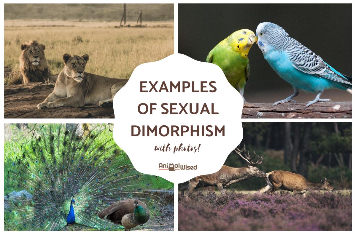 What is an example of sexual dimorphism in animals?