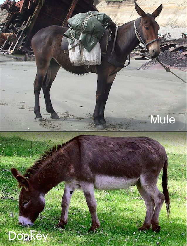 What is difference between a mule and a donkey?