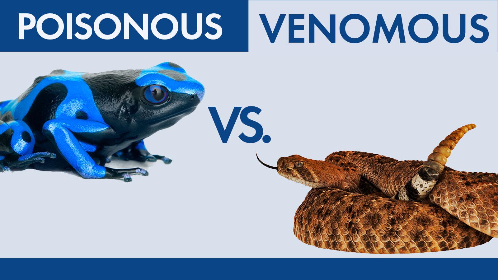 What is difference between poisonous and venomous? What is difference between poisonous and venomous?
