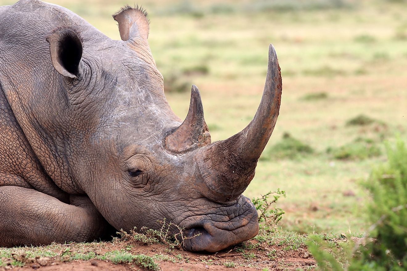 What is rhinoceros horn made of?