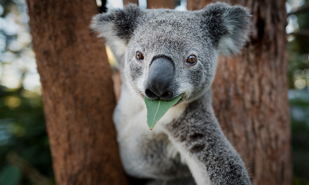 What is special about koala?