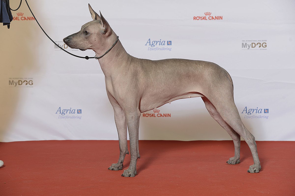 What is special about Xoloitzcuintli? What is special about Xoloitzcuintli?