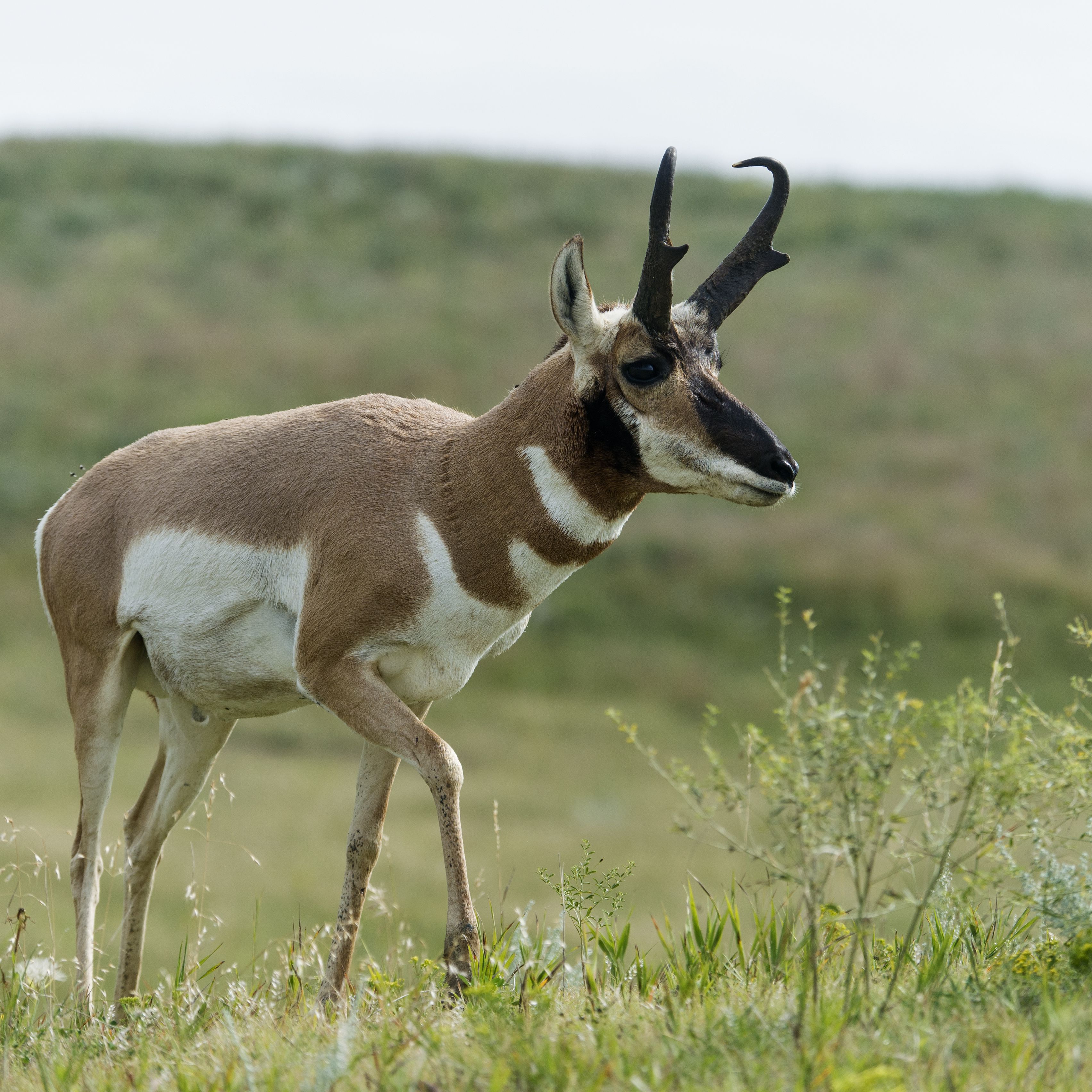 What is the 2nd fastest land animal? What is the 2nd fastest land animal?
