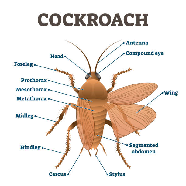 What is the anatomy of a cockroach?
