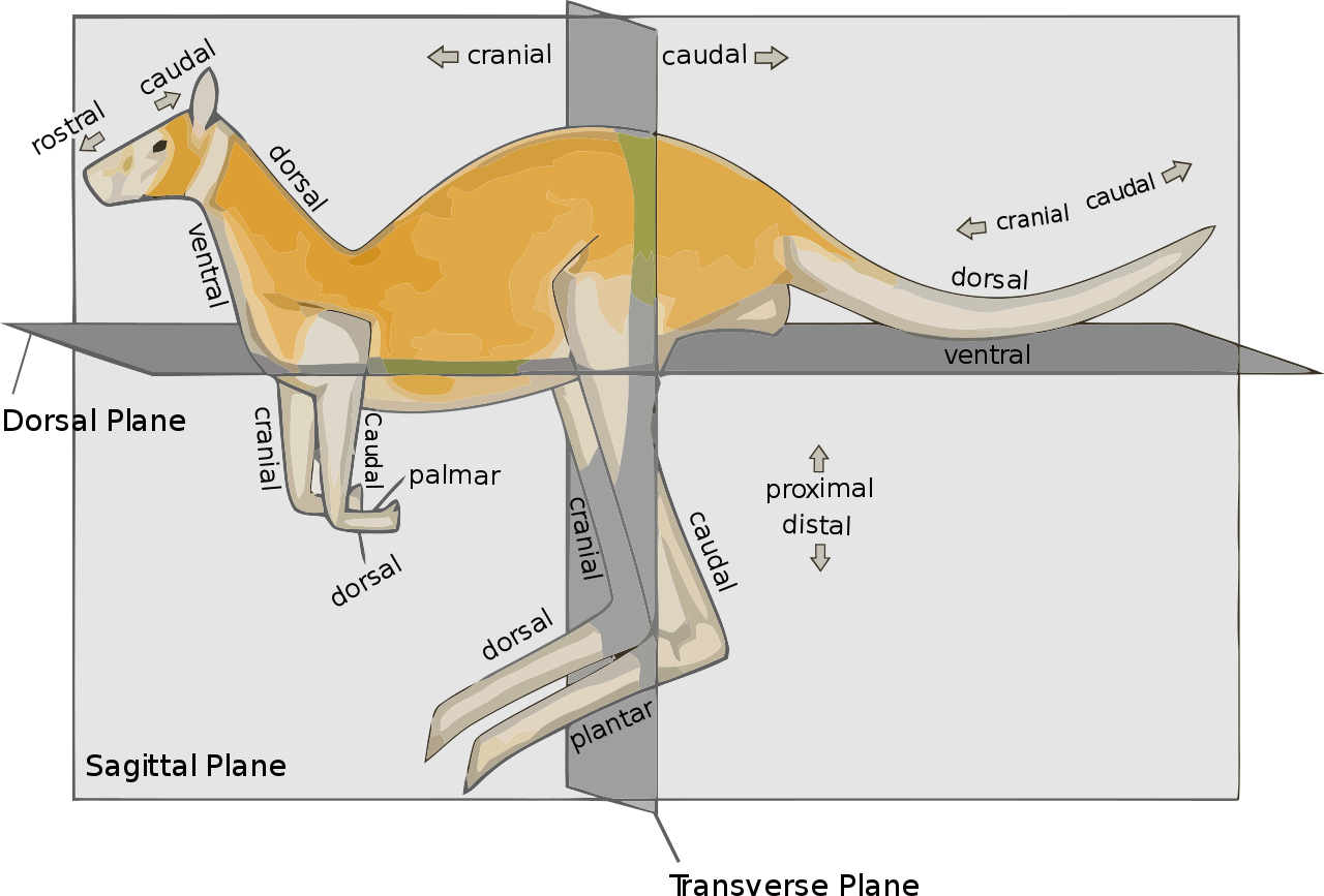 What is the anatomy of a kangaroo?