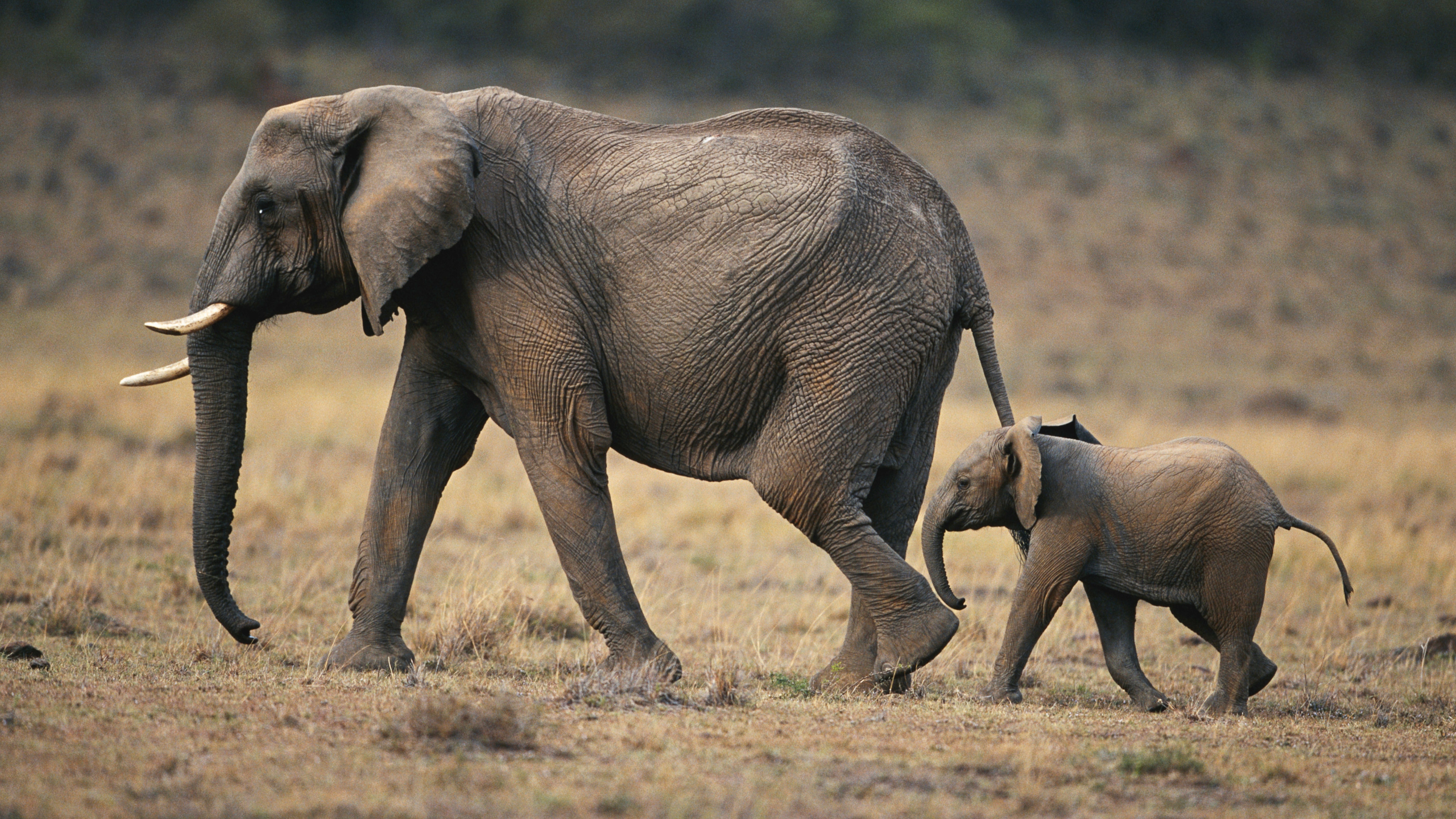 What is the average gestation period of an elephant?