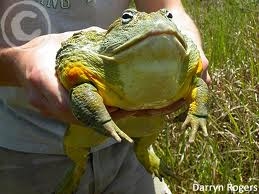 What is the average size of a bullfrog?