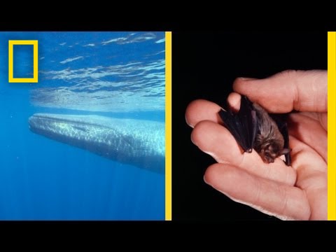 What is the biggest and smallest animal in the world?