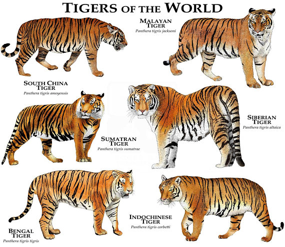 What is the classification of a tiger in the world?