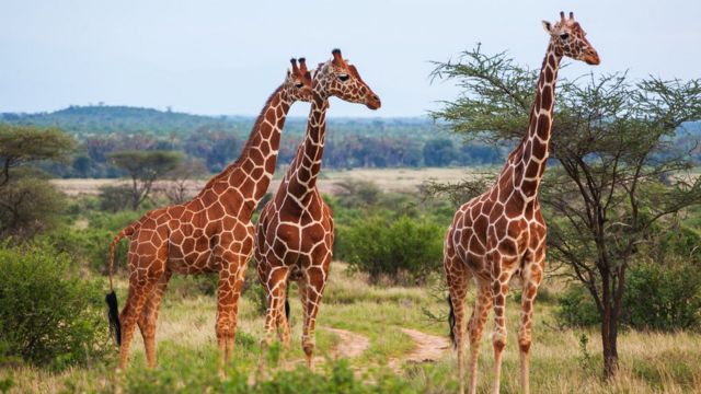 What is the collective name for a group of giraffes?