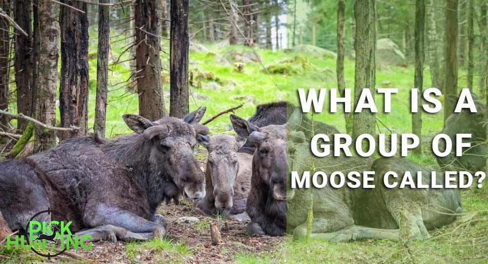 What is the collective name for a group of moose?
