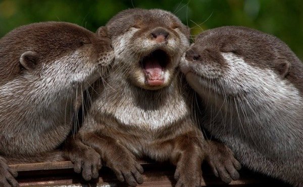 What is the collective name for a group of otters?