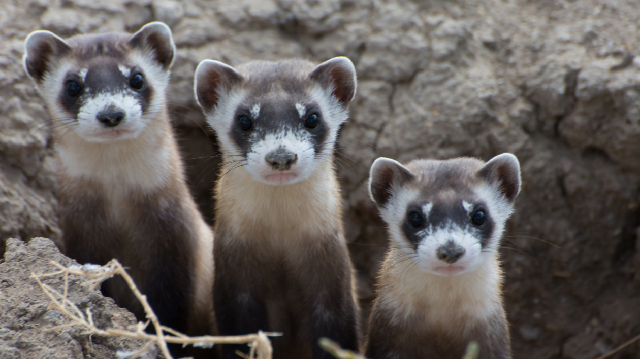 What is the collective noun for a group of ferrets?