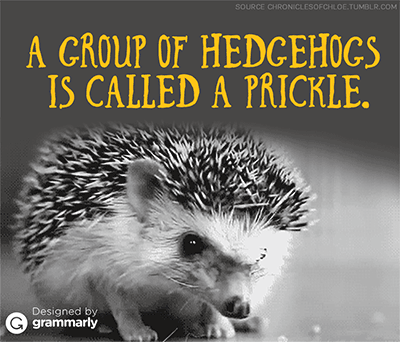 What is the collective noun for a group of hedgehogs?