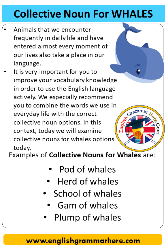 What is the collective noun of a pod of? What is the collective noun of a pod of?