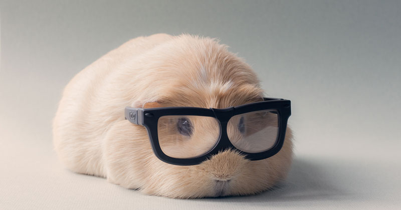What is the cutest guinea pig?