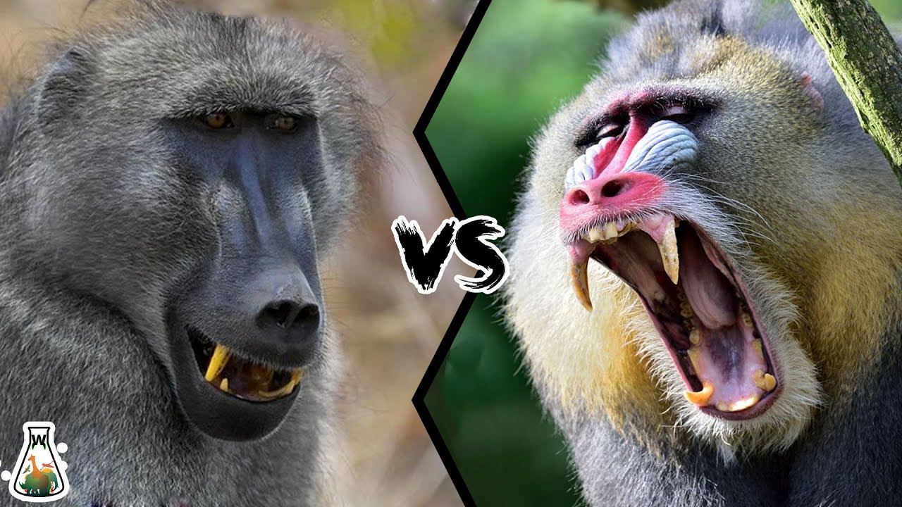 What is the difference between a baboon and a mandrill?