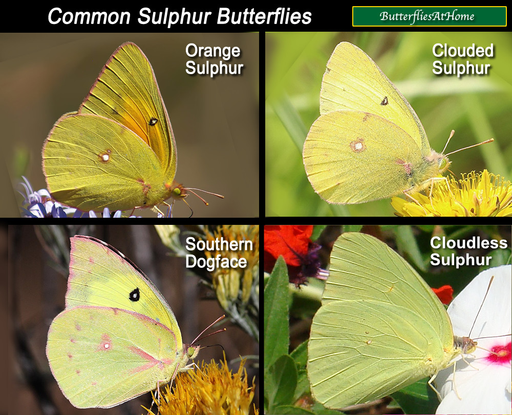 What is the difference between a cabbage butterfly and a sulphur butterfly?