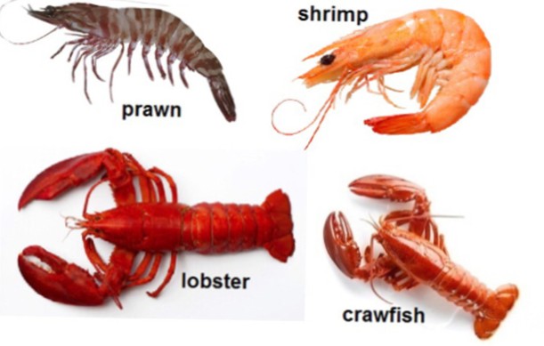 What is the difference between a crayfish and a prawn?