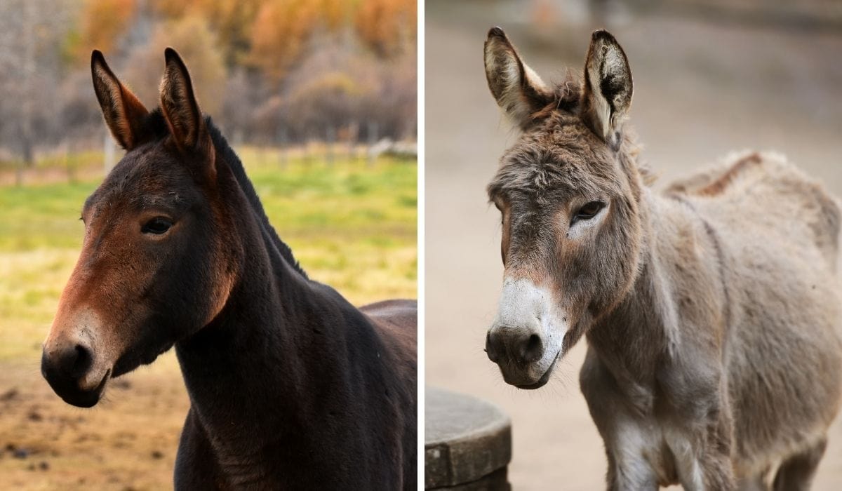 What is the difference between a mule and a donkey?