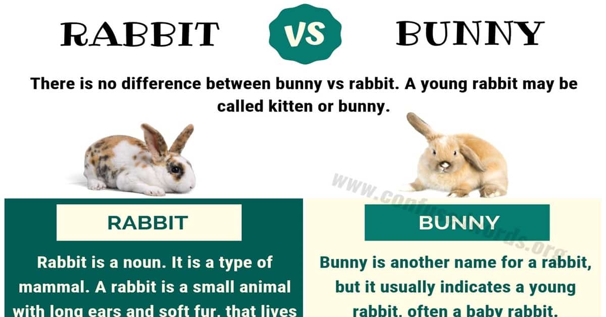 What is the difference between a rabbit and a rabbit?
