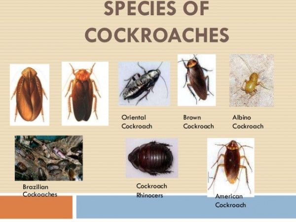 What is the difference between a roach and cockroach?