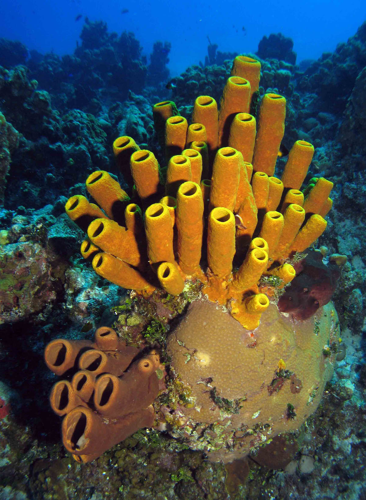 What is the difference between a sponges and a coral reef?