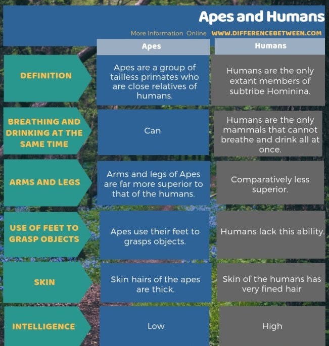 What is the difference between an ape and a hominid? What is the difference between an ape and a hominid?