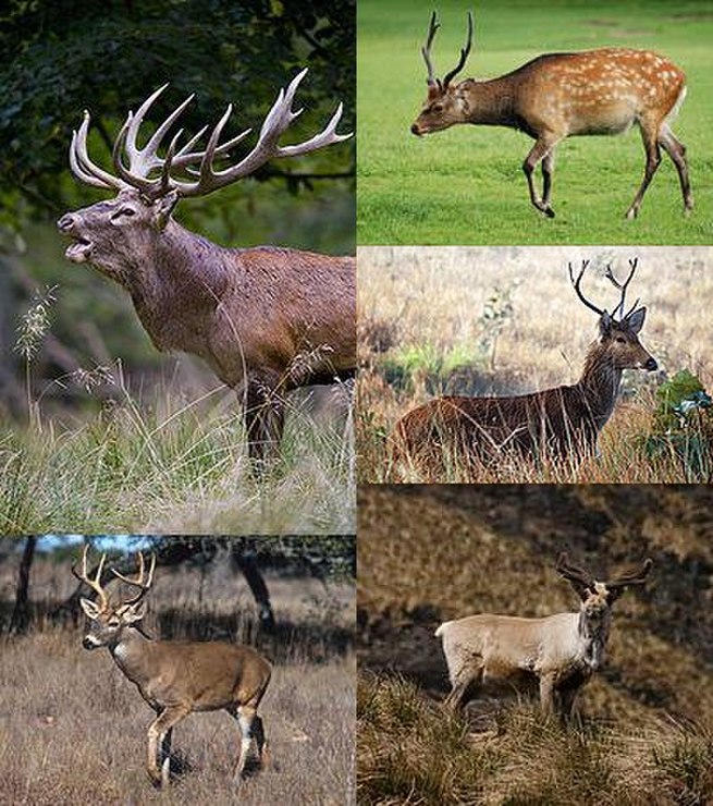 What is the difference between deers and deer?