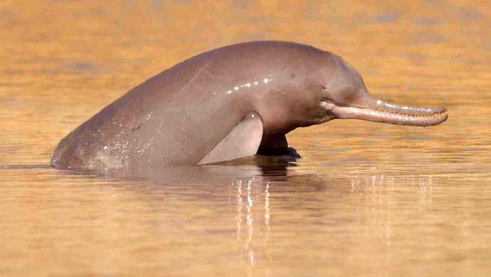 What is the difference between Ganges and Indus river dolphins?