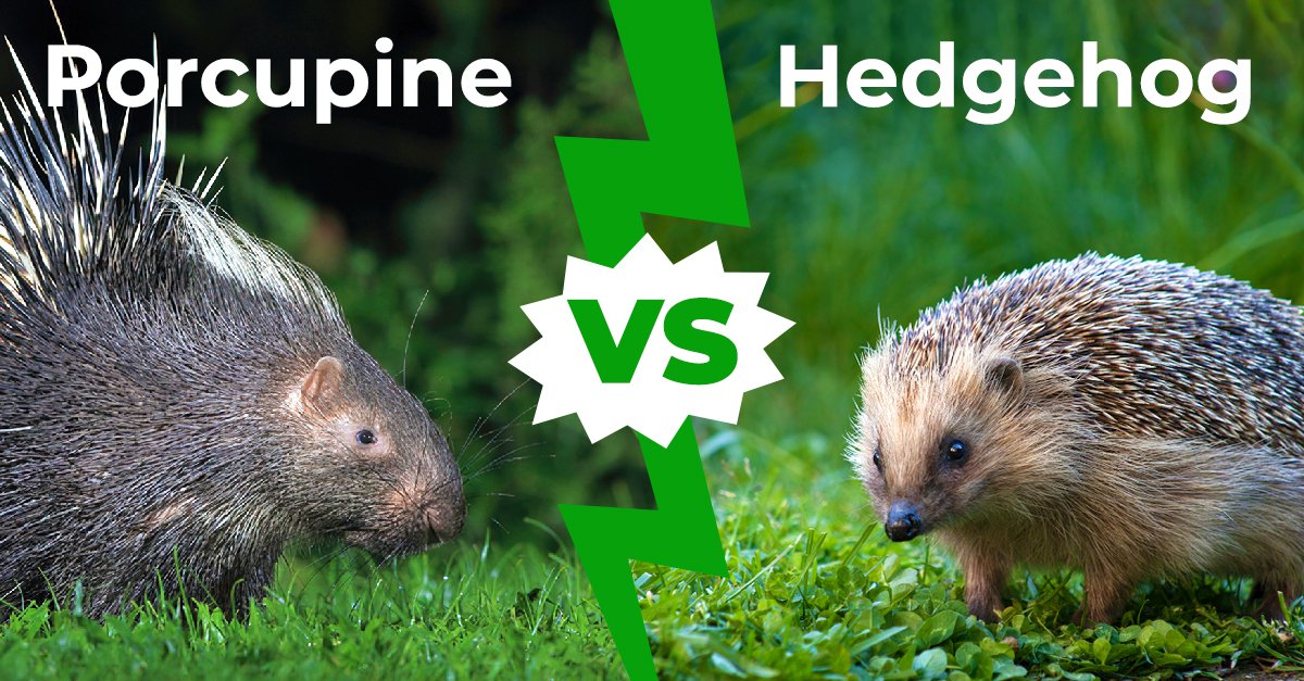 What is the difference between hedgehogs and porcupines?