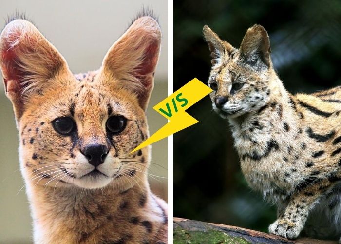 What is the difference between serval and ocelot cats?