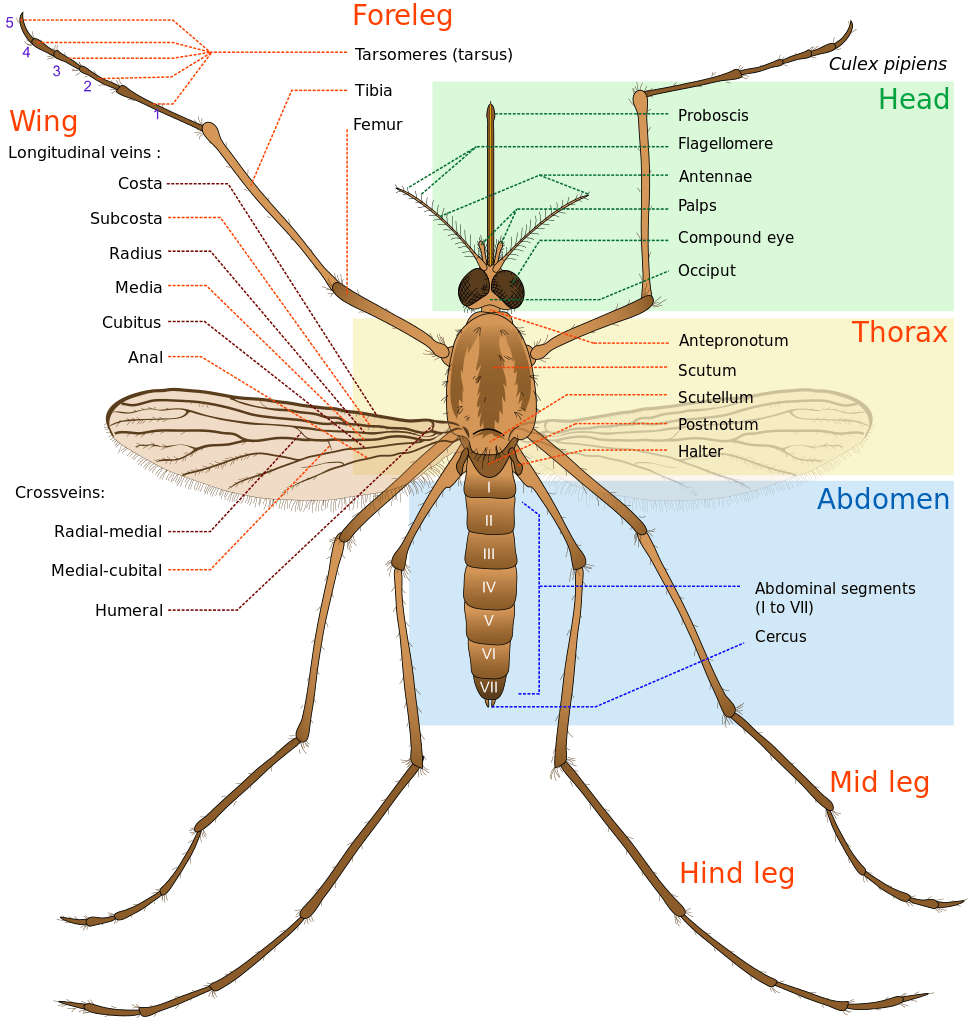 What is the digestive system of mosquitoes? What is the digestive system of mosquitoes?