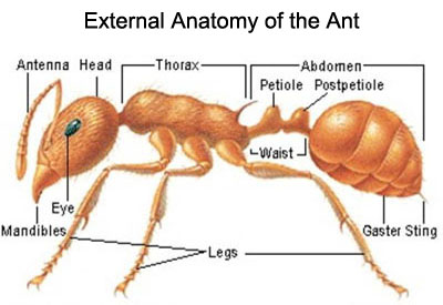 What is the external anatomy of an ant?
