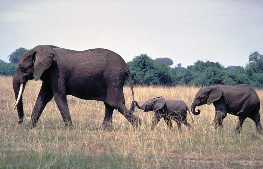 What is the family structure of an elephant? What is the family structure of an elephant?