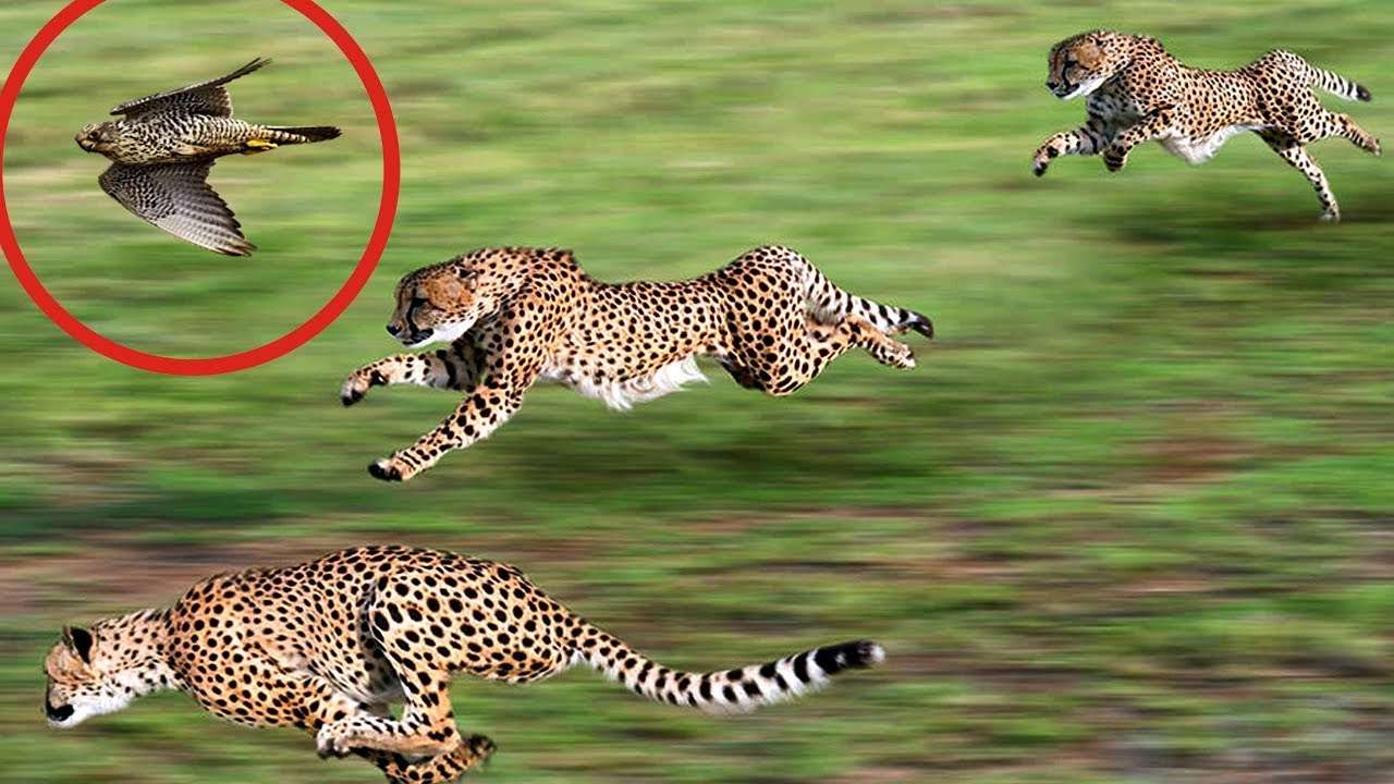 What is the fastest animal on Earth 2020?