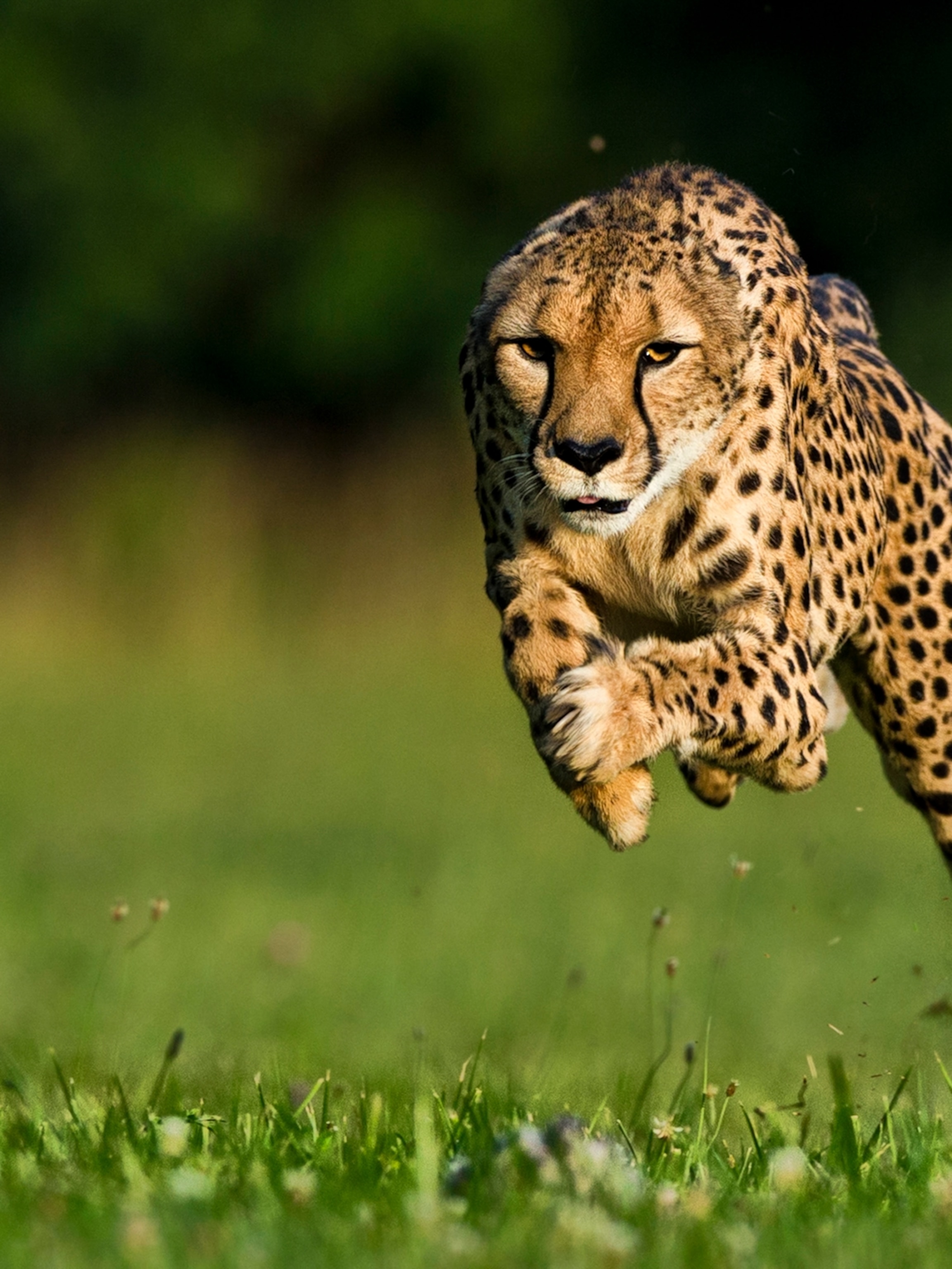What is the fastest cheetah in the world?