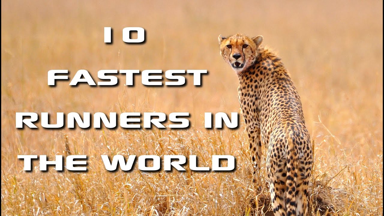 What is the fastest running animal in the world?