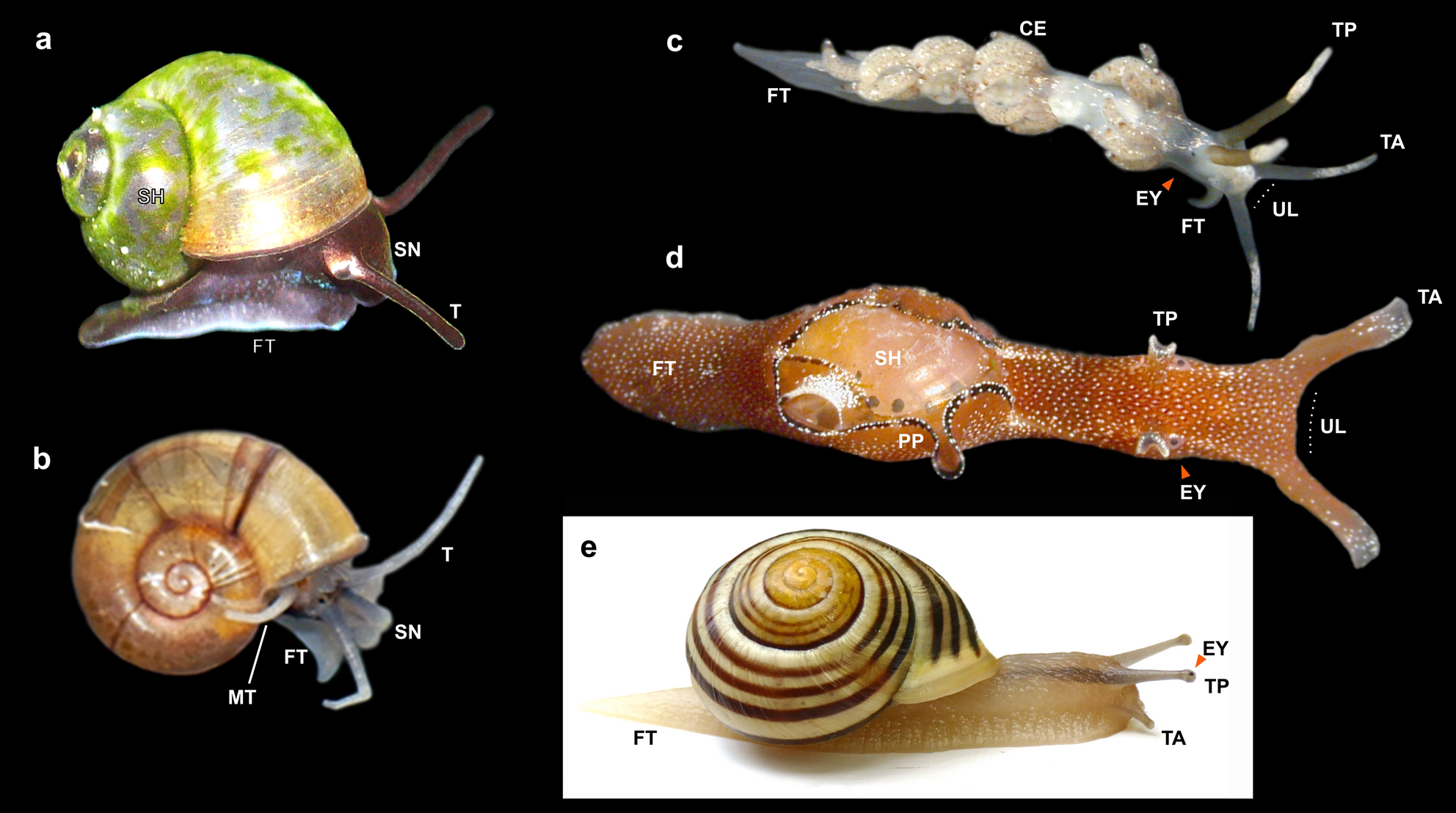 What is the function of the bottom two tentacles of a snail?