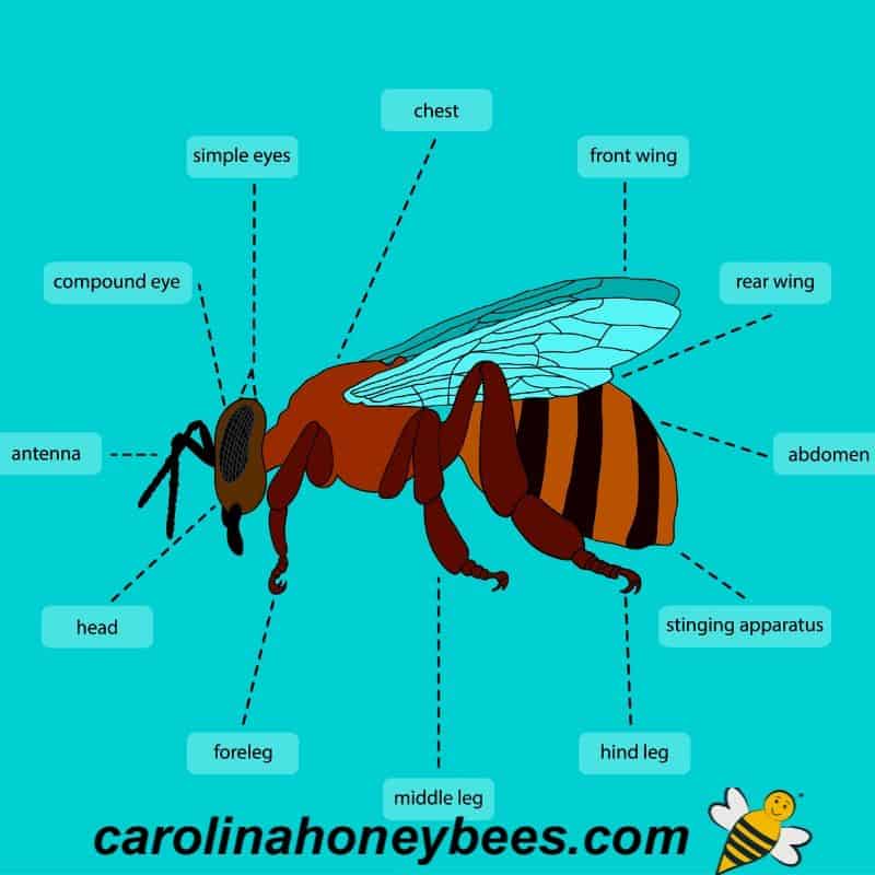 What is the function of the front legs of a bee?