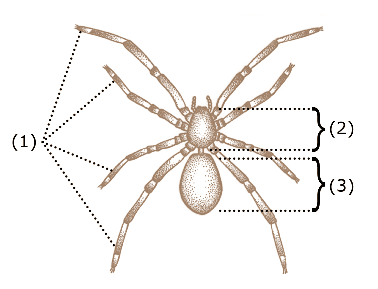 What is the function of the legs in a spider?