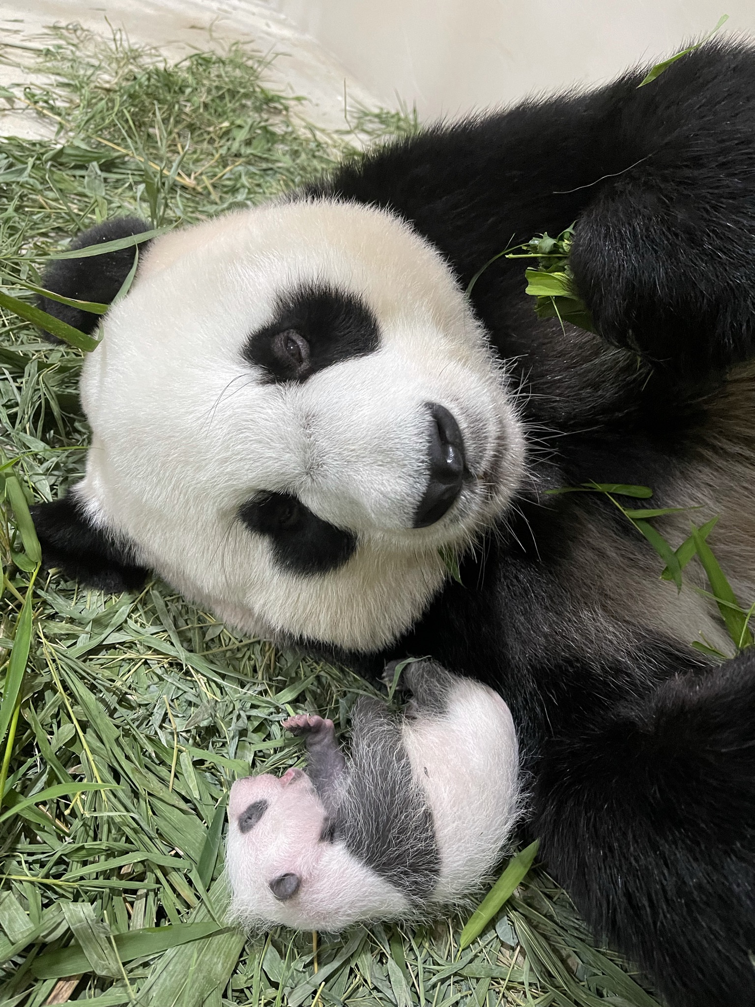 What is the gender of the baby panda Jia Jia?