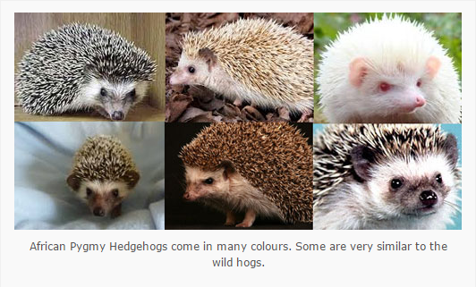 What is the general color of a hedgehog?