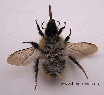 What is the hair on a bumble bee called?