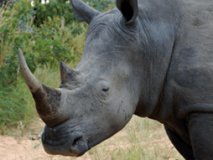 What is the keratin of a rhinoceros?