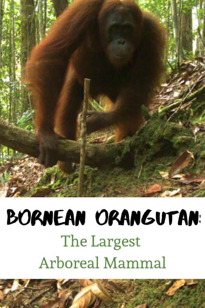 What is the largest arboreal mammal?