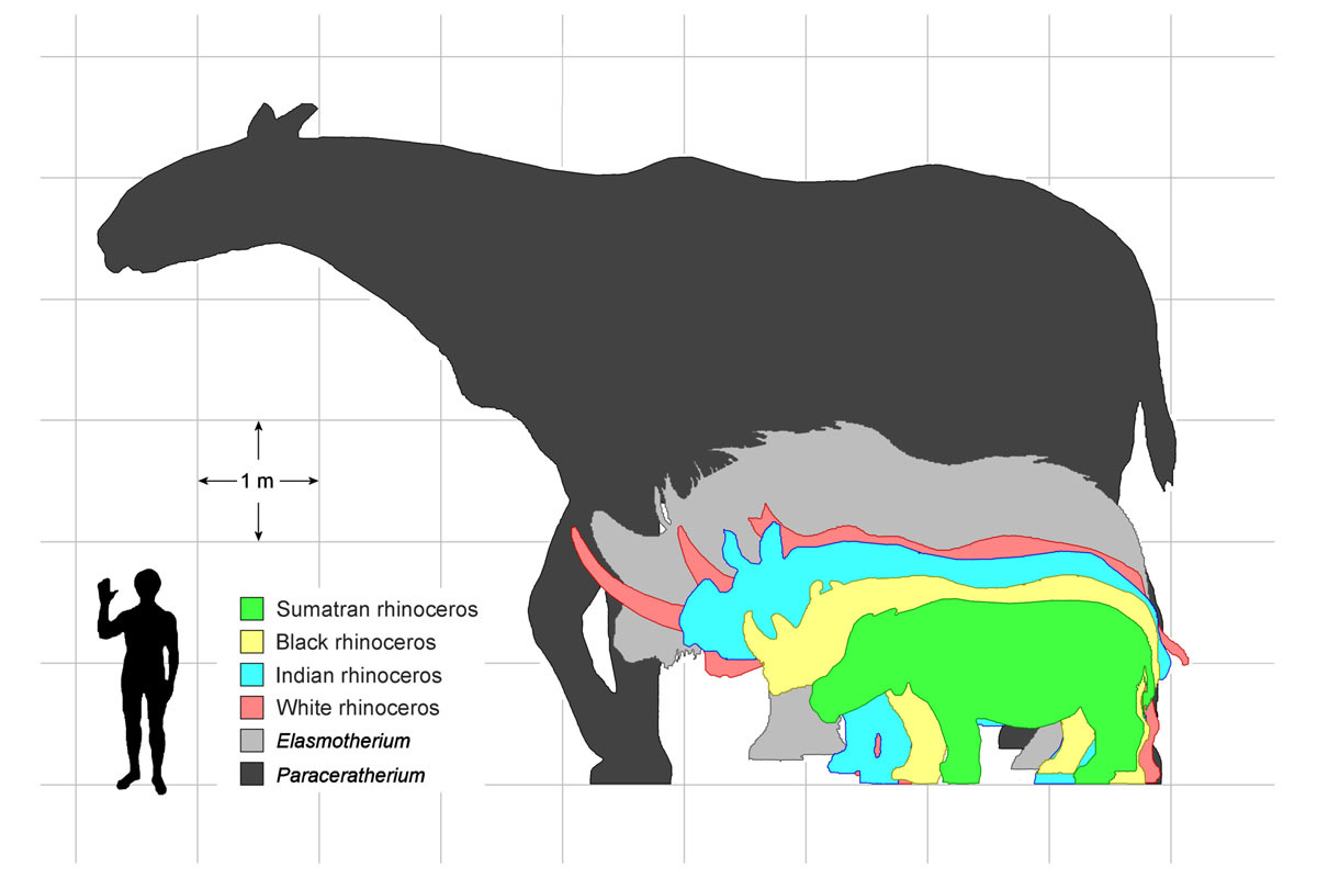 What is the largest land mammal that ever lived? What is the largest land mammal that ever lived?