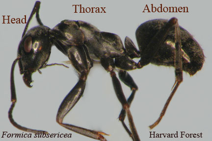 What is the largest part of the ant? What is the largest part of the ant?
