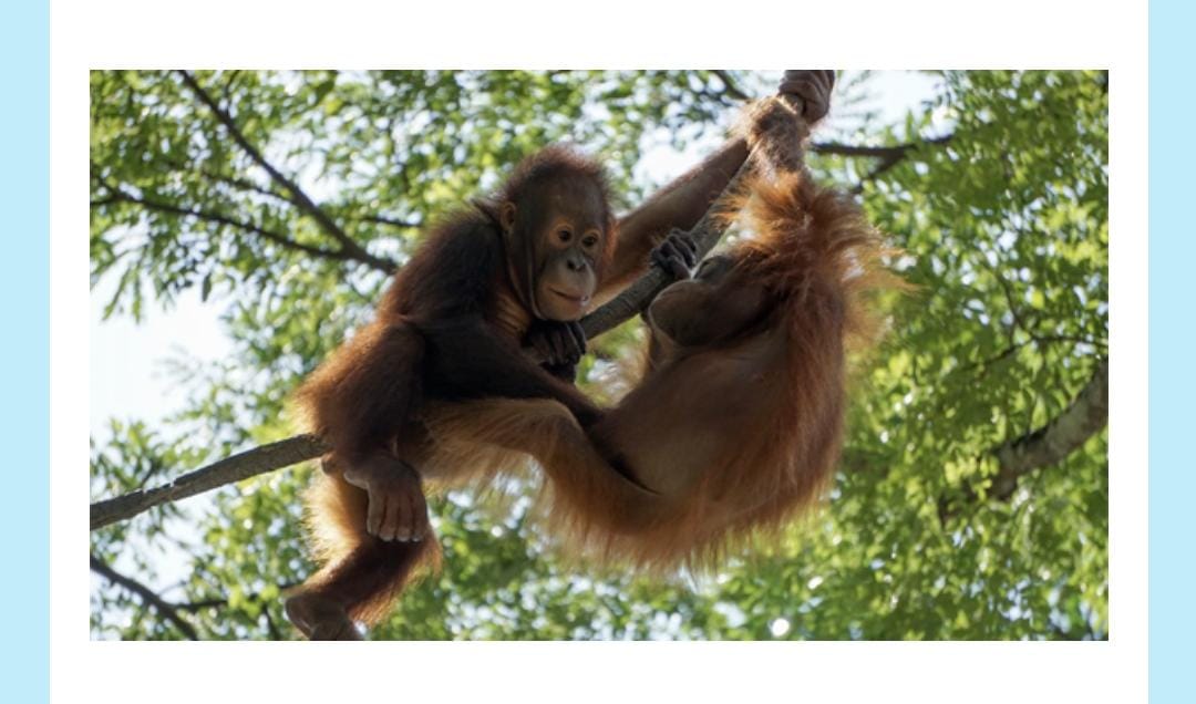 What is the largest tree-dwelling mammal? What is the largest tree-dwelling mammal?